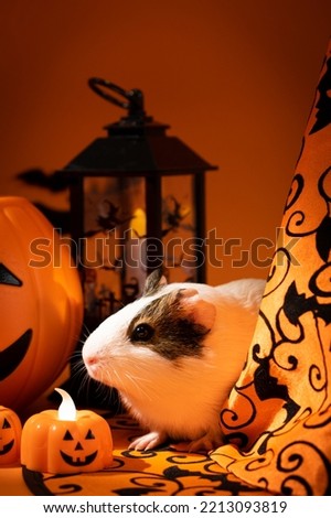 A guinea pig sits near a lantern and pumpkins. Pets and Halloween.