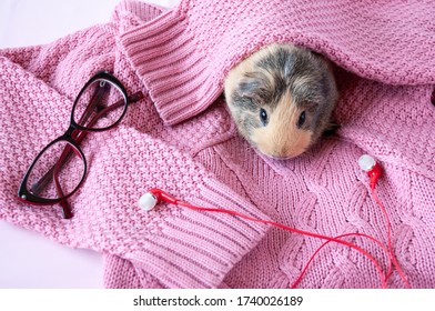 A Guinea pig sits on a pink sweater next to red glasses and headphones
