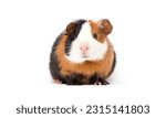 guinea pig sitting and looking on a white background