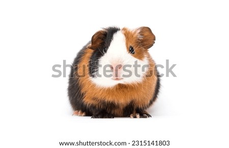 guinea pig sitting and looking on a white background