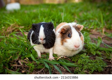 4,983 Pig species Images, Stock Photos & Vectors | Shutterstock