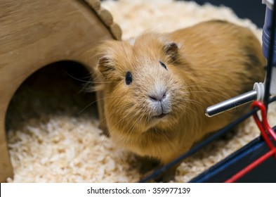 Guinea Pig Stand Next To Wooden House