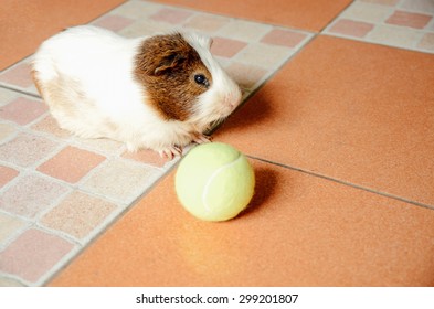 The guinea pig two tone play tennis ball out door 