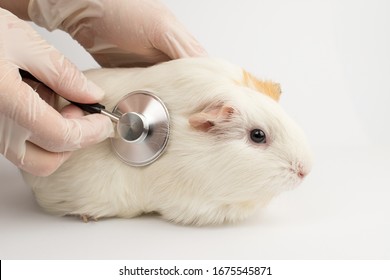 Guinea Pig At The Vet. Treatment Of White Guinea Pig.