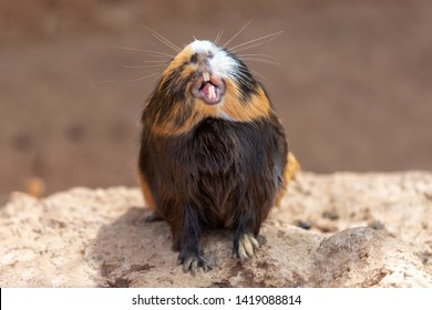 Guinea Pig Yawns And Shows Her Teeth. The Pet Is Tired. Poster. 