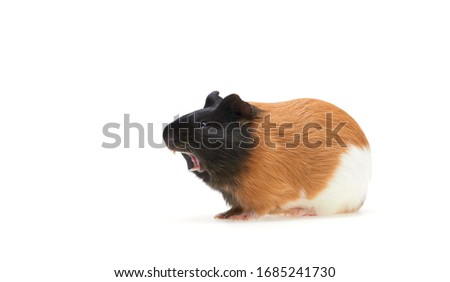 Guinea pig yawns and shows her teeth. The pet is tired Studio portrait of Guinea Pig isolated on white background. Young cavy. Copy free space