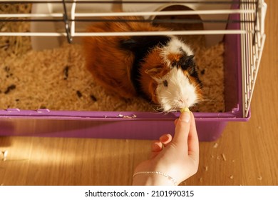 14,000 Human pigs Images, Stock Photos & Vectors | Shutterstock