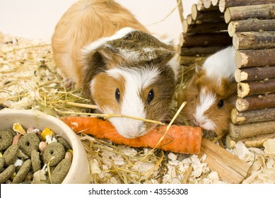 Guinea Pigs