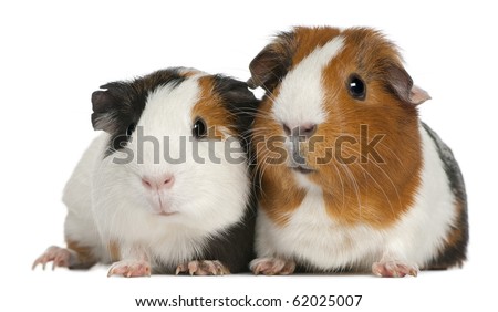Guinea pigs, 3 years old, lying in front of white background