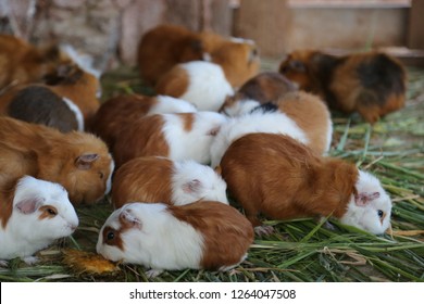 guinea pigs in farm