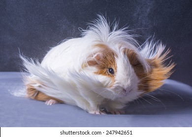 Long Haired Guinea Pig Images Stock Photos Vectors Shutterstock