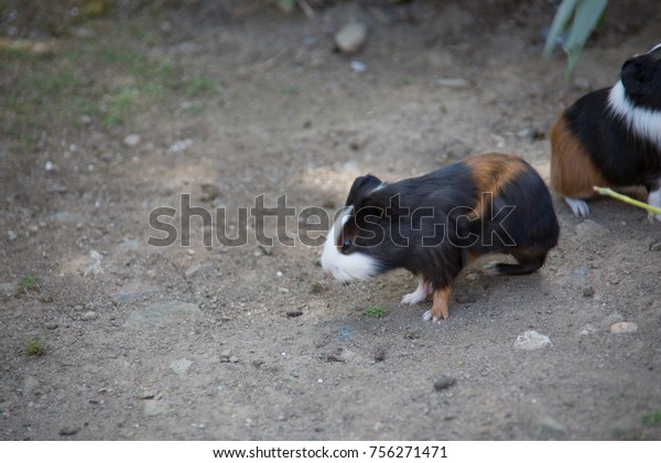 guinea pigs as pets