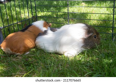 Guinea Pigs In A Wire Fencing On Grass