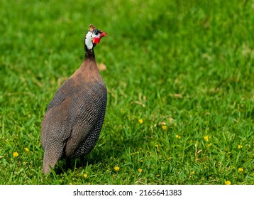 Guineafowl Are Birds Of The Numididae Family, In The Order Galliformes. They Are Native To Africa