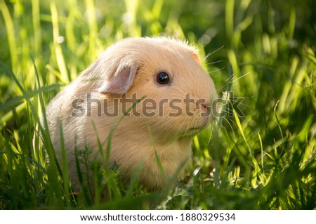 Guineapig eating grass in summy summer