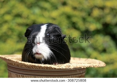 Guineapig In The Hat