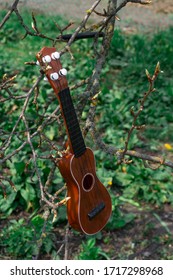 A Guitar For A Funny Child. Musical Instrument Hanging In The Garden On A Branch. A Talented Child Made Fun Of The Guitar. A Strong Branch Holds The Strings. A Cheerful Mood On A Warm Day.