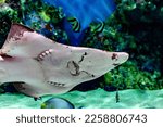 a guitarfish (ronan) is swimming in tank