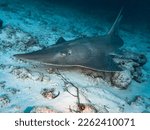 Guitarfish shark in Maldives. Fish Tank. Rhynchobatus djiddensis.