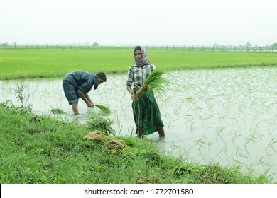 Gujarat Farmers are planting rice in 22 jun 2020 the farm.