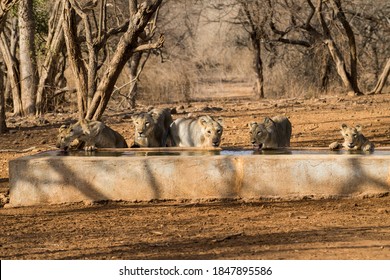 Gujarat, India: Pride Of Lions At Gir National Park And Wildlife Sanctuary, Also Known As Sasan Gir At A Water Point. 