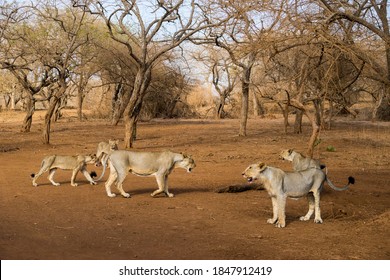 Gujarat, India: Pride Of Lions At Gir National Park And Wildlife Sanctuary, Also Known As Sasan Gir.