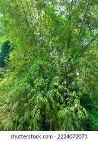 Gul Bamboo Simba Is A Bamboo Plant With A Tall, Green Stem