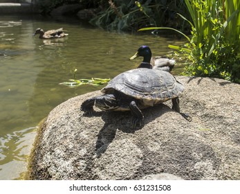 Gulbenkian Museum Gardens, Lisbon, Portugal.