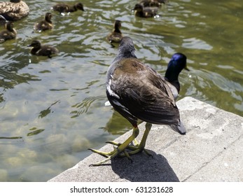 Gulbenkian Museum Gardens, Lisbon, Portugal.