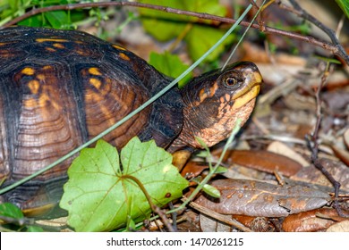 25 Gulf coast box turtle Images, Stock Photos & Vectors | Shutterstock