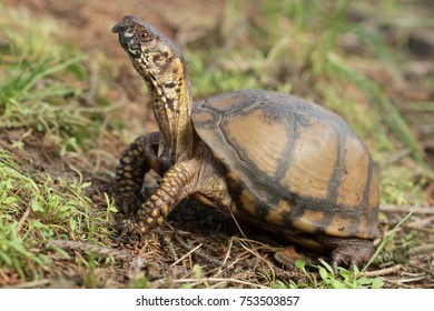 25 Gulf coast box turtle Images, Stock Photos & Vectors | Shutterstock