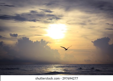 Gulf Coast Sunset With Bird Silhouette At Crescent Beach In Siesta Key, Florida