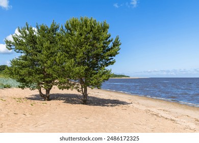 Gulf of Finland coastal view. Natural landscape photo with pine trees growing in sand under blue sky on a sunny day - Powered by Shutterstock