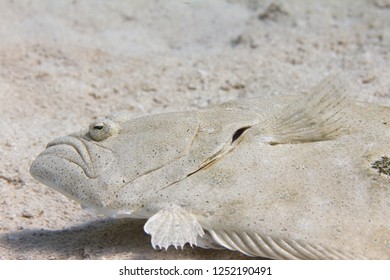 Gulf Flounder In Florida Keys