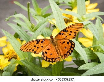 Gulf Fritillary Butterfly