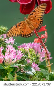 Gulf Fritillary Butterfly Hovering Over Pink Pentas In Louisiana Garden