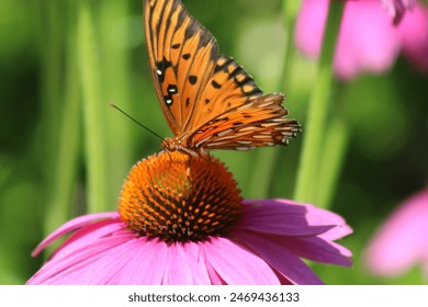 gulf fritillary butterfly on coneflower - Powered by Shutterstock