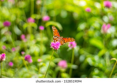 A gulf fritillary butterfly on a flower in the Desert Botanical Garden, Tempe AZ