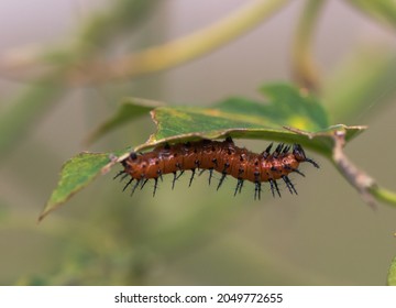 Gulf Fritillary Caterpillar Eating Passion Flower Vine Leaves