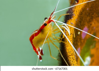 Gulf Of Mexico Shrimp, Lysmata Grabhami On Underwater Pipe