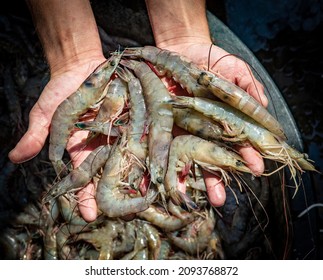 Gulf Of Mexico White Shrimp