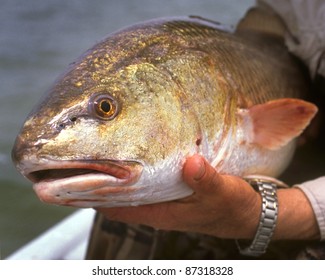 Gulf Redfish