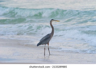 Gulf Of Mexico Birds Stock Photos and Pictures - 7,810 Images ...