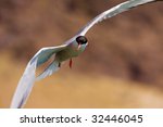 gull