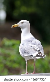 Gull