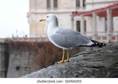 Gull