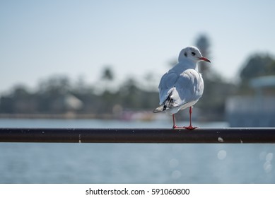 gull