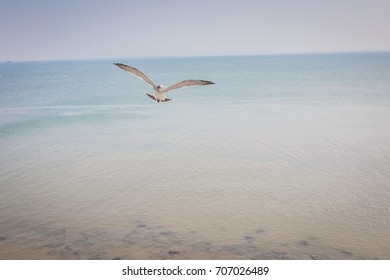 gull