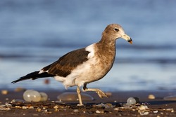 Olrog´s Gull In The Atlantic Ocean Coastline With Mourning Light, Eye Level View