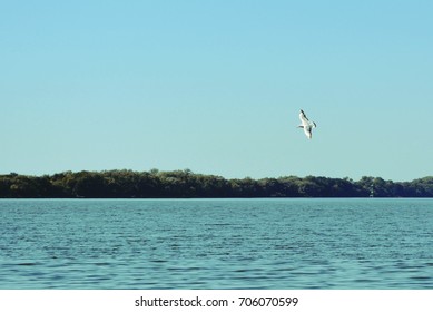 Gull. The bay.